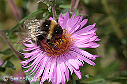 Dunkle Erdhummel (Bombus terrestris) auf Neuenglischer Aster (Aster novae-angliae) (C355707) Dunkle Erdhummel (Bombus terrestris) auf Neuenglischer Aster (Aster novae-angliae) (C355707)