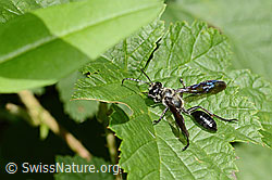 C355712: Stahlblauer Grillenjäger (Isodontia mexicana)