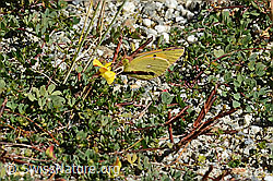 Postillon (Colias crocea) auf Alpen-Hornklee (Lotus alpinus) (09.2025, C355943)