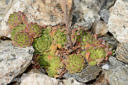 Berg-Hauswurz (Sempervivum montanum) (C355960) Berg-Hauswurz (Sempervivum montanum) (C355960)