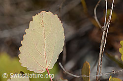 Populus tremula (C355964)
