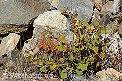 Populus tremula (C355967)