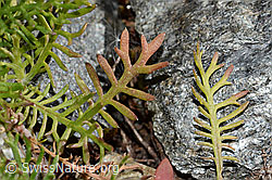 Moschus-Schafgarbe (Achillea erba-rotta ssp. moschata) (C355996) Moschus-Schafgarbe (Achillea erba-rotta ssp. moschata) (C355996)