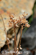 Moschus-Schafgarbe (Achillea erba-rotta ssp. moschata) (C355997) Moschus-Schafgarbe (Achillea erba-rotta ssp. moschata) (C355997)