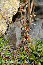 Moschus-Schafgarbe (Achillea erba-rotta ssp. moschata) (C355998) Moschus-Schafgarbe (Achillea erba-rotta ssp. moschata) (C355998)