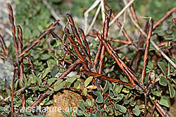 Alpen-Hornklee (Lotus alpinus) (C356002)
