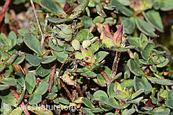 Alpen-Hornklee (Lotus alpinus) (C356003)