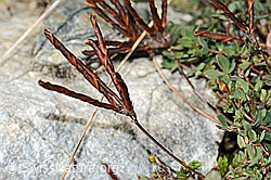 Alpen-Hornklee (Lotus alpinus) (C356007)