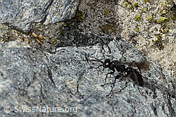 Anoplius nigerrimus (Wegwespe) (C356008) Anoplius nigerrimus (Wegwespe) (C356008)