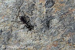 Anoplius nigerrimus (Wegwespe) (C356009) Anoplius nigerrimus (Wegwespe) (C356009)