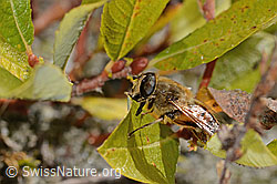 Mistbiene (Eristalis tenax) auf Strauch (C356015) Mistbiene (Eristalis tenax) auf Strauch (C356015)