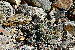 Graues Greiskraut (Senecio incanus) (C356066)