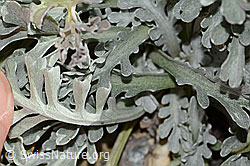 Graues Greiskraut (Senecio incanus) (C356071)
