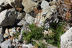 C356073: Moschus-Schafgarbe (Achillea erba-rotta ssp. moschata)