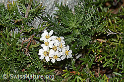 C356075: Moschus-Schafgarbe (Achillea erba-rotta ssp. moschata)