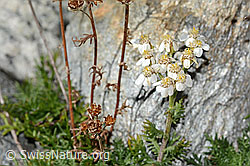 C356077: Moschus-Schafgarbe (Achillea erba-rotta ssp. moschata)