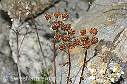 C356078: Moschus-Schafgarbe (Achillea erba-rotta ssp. moschata)