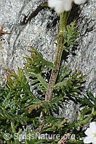 C356080: Moschus-Schafgarbe (Achillea erba-rotta ssp. moschata)