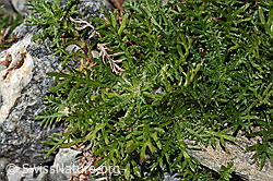 C356082: Moschus-Schafgarbe (Achillea erba-rotta ssp. moschata)