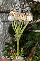 C356083: Moschus-Schafgarbe (Achillea erba-rotta ssp. moschata)