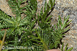 C356084: Moschus-Schafgarbe (Achillea erba-rotta ssp. moschata)