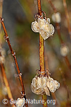 Schildblättriger Ampfer (Rumex scutatus) (C356090)