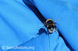 Dunkle Erdhummel (Bombus terrestris) (C356100)