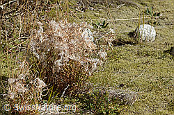 Fleischers Weidenröschen (Epilobium fleischeri) (C356124)
