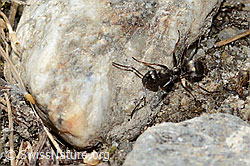 C356149: Formica lemani (Waldameise)