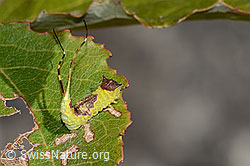 C357322: Espen-Gabelschwanz Raupe (Furcula bifida) auf Zitterpappel (Espe, Populus tremula)