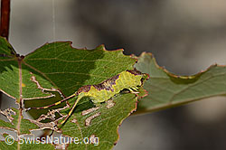 C357323: Espen-Gabelschwanz Raupe (Furcula bifida) auf Zitterpappel (Espe, Populus tremula)