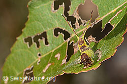 C357326: Espen-Gabelschwanz Raupe (Furcula bifida) auf Zitterpappel (Espe, Populus tremula)