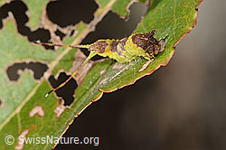 C357327: Espen-Gabelschwanz Raupe (Furcula bifida) auf Zitterpappel (Espe, Populus tremula)