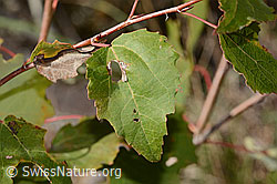 Zitterpappel (Populus tremula) (C357329) Zitterpappel (Populus tremula) (C357329)