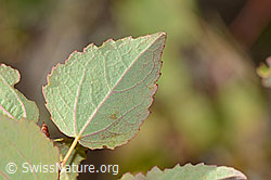 Zitterpappel (Populus tremula) (C357330) Zitterpappel (Populus tremula) (C357330)