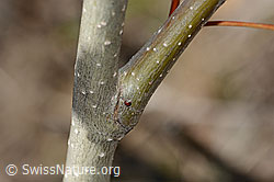 Zitterpappel (Populus tremula) (C357331) Zitterpappel (Populus tremula) (C357331)