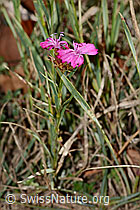 Dianthus carthusianorum (C357333)