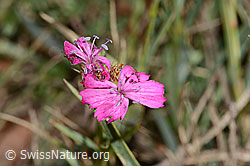 Dianthus carthusianorum (C357334)