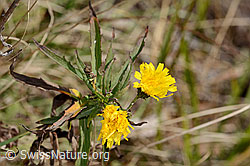 C357369: Doldiges Habichtskraut (Hieracium umbellatum)