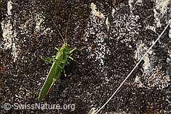 Tettigonia viridissima (C357376)