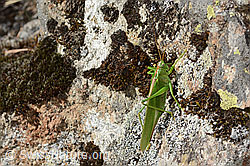 Tettigonia viridissima (C357378)