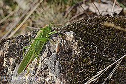 Tettigonia viridissima (C357379)