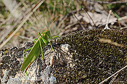 Tettigonia viridissima (C357380)