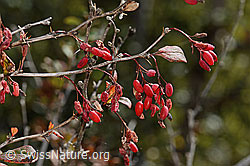 C357418: Gewöhnliche Berberitze (Berberis vulgaris)