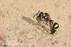 C357455: Eumenes subpomiformis (Töpferwespe)