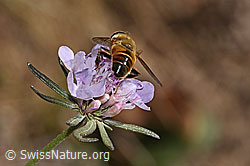 Eristalis tenax on Scabiosa columbaria (C357812) Eristalis tenax on Scabiosa columbaria (C357812)
