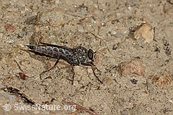 C357833: Wahrscheinlich Kleine Raubfliege (Tolmerus pyragra)