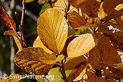 Sorbus aria (C357862)