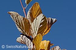 Sorbus aria (C357863)