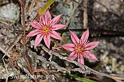 Sempervivum arachnoideum (C357872)